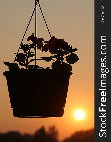 Vegetable with pot during sunset. Vegetable with pot during sunset