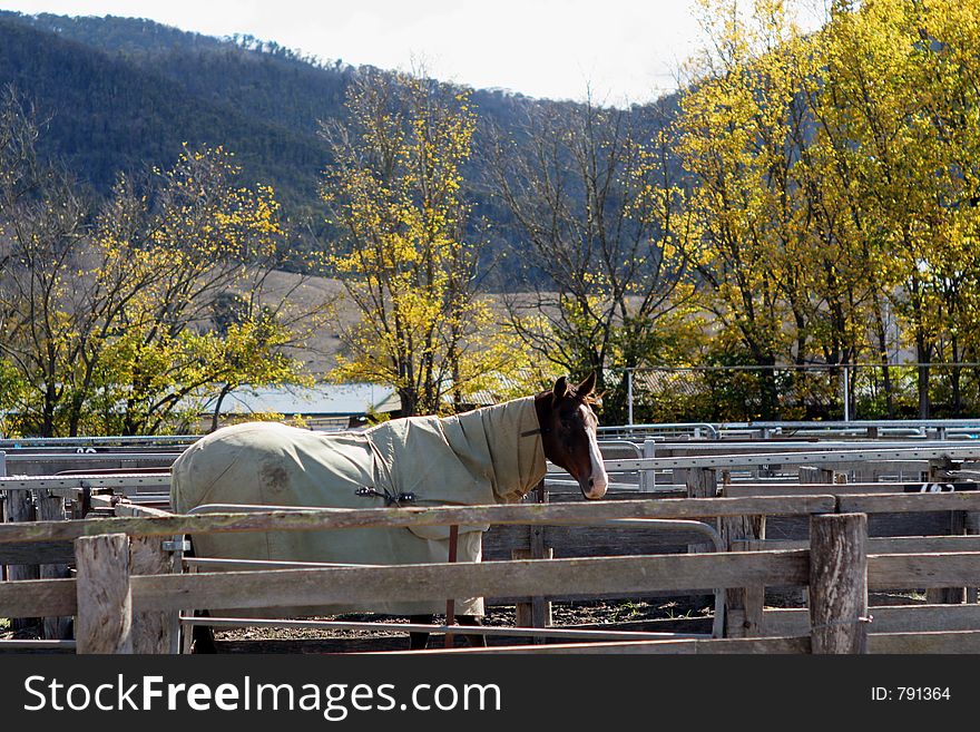 Horse And Blanket, Alone In A Pen