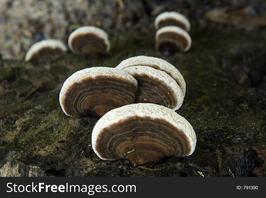 Wild mushrooms in the tropical forest Thailand