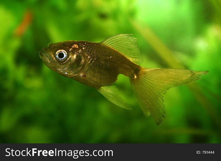 Gold fish in an aquarium summer, solar, green, background, structure, light, leaves