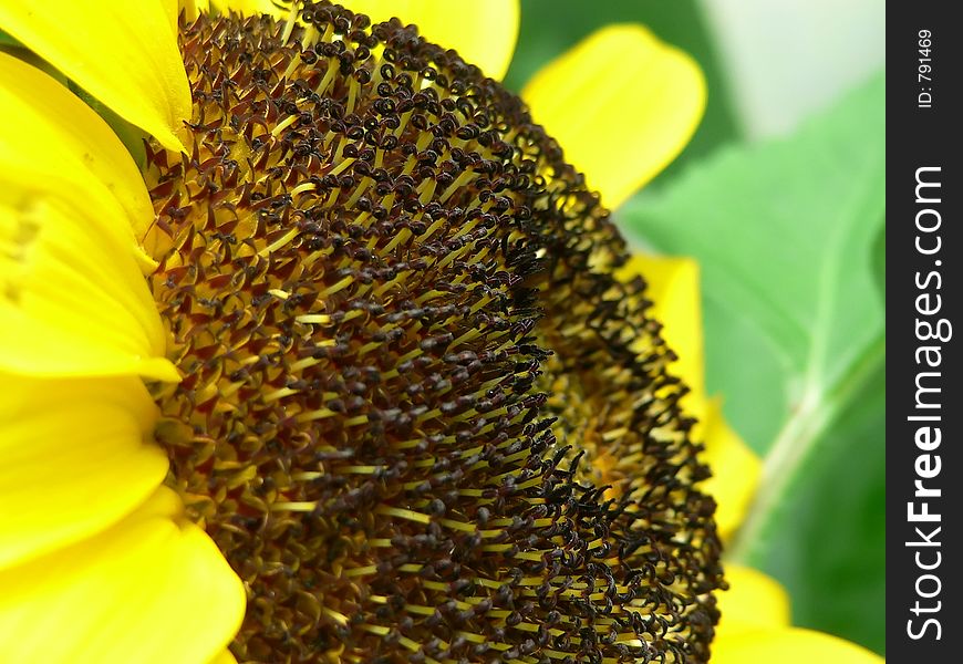 Sun Flower in Cameron Highlands