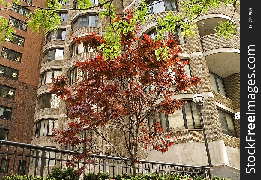 Some nice trees grow out side a high rise apartment building in Manhattan. Some nice trees grow out side a high rise apartment building in Manhattan.