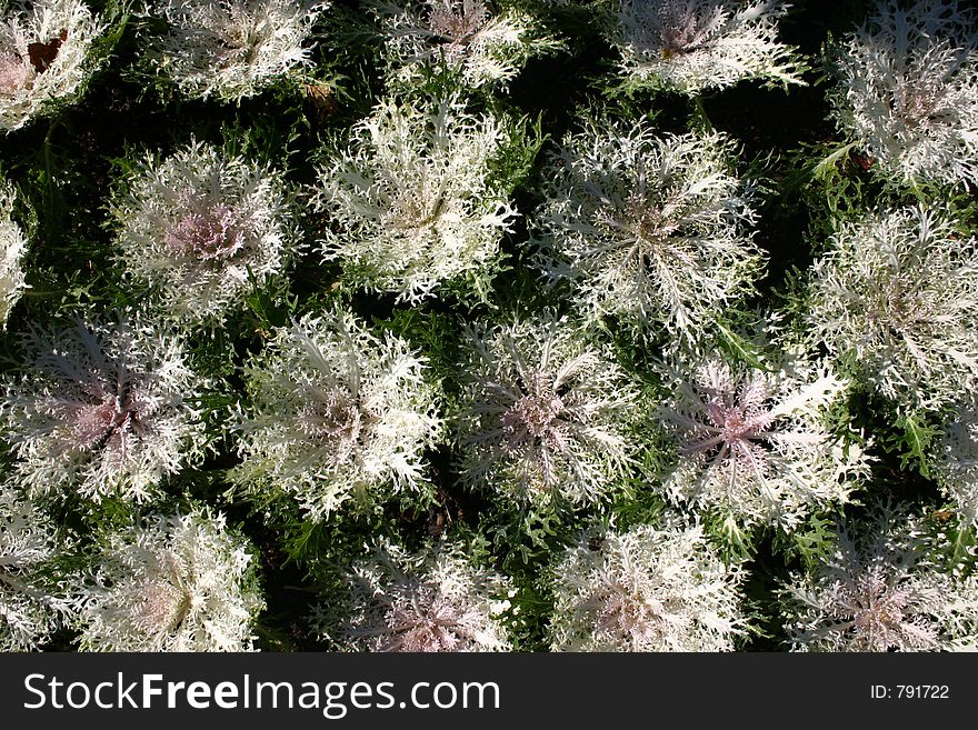 WHITE ORNAMENTAL LETTUCE