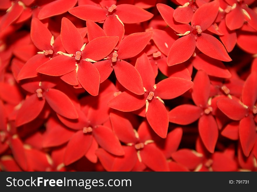 A bunch of cute tiny little red flowers. Scale: Each flower approx. 1 cm across. Location: Brisbane, Queensland, Australia. Photographer: Crystal Venus.