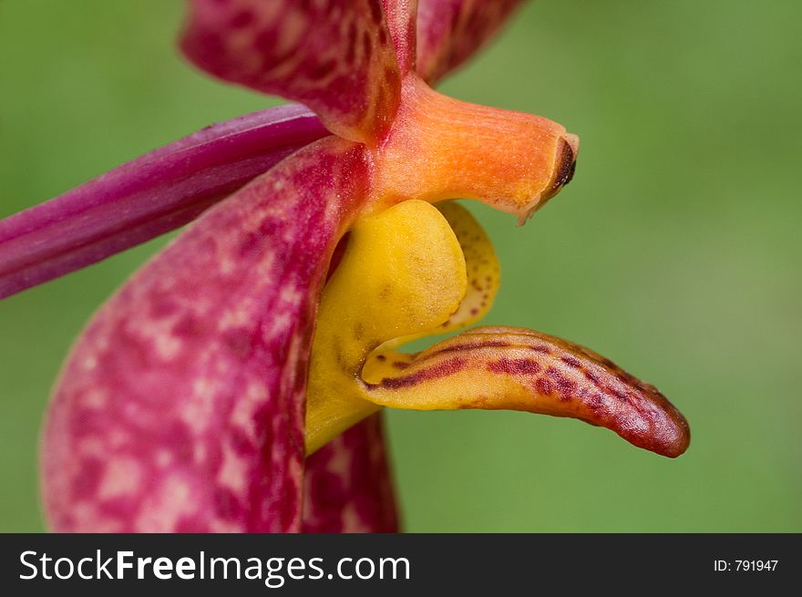 Orchid Close-up