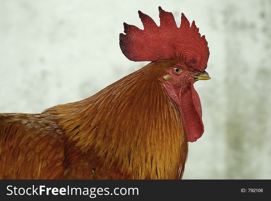 Male Chicken with fine physical details captured. Male Chicken with fine physical details captured
