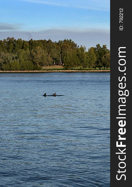 Two dolphins side by side in the Swan River, Perth, Western Australia. Two dolphins side by side in the Swan River, Perth, Western Australia