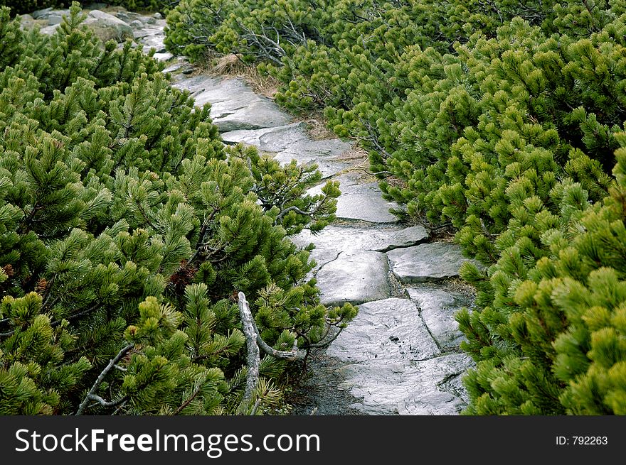 Stone, tourist path between green conifers. Stone, tourist path between green conifers