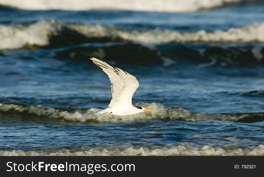 Royal Tern flying over Florida beach. Royal Tern flying over Florida beach