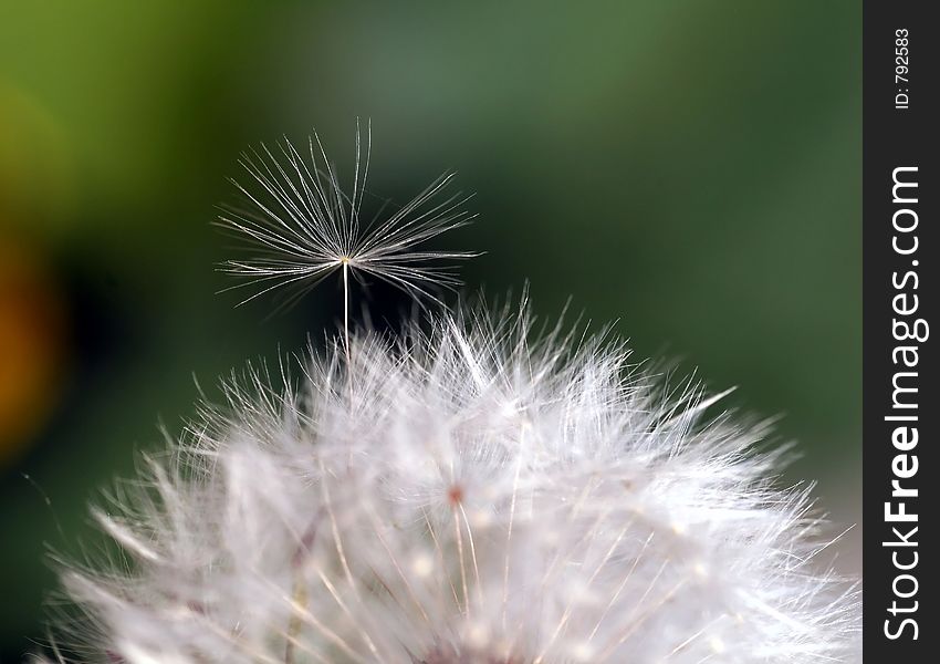 Little seed trying to break free for freedom. Little seed trying to break free for freedom