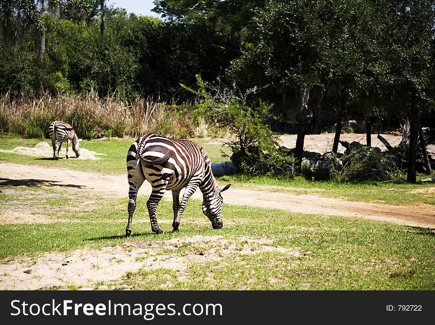 Zebra rear