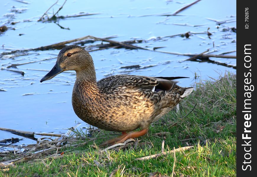 A duck by the lake