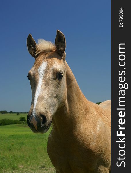 Palomino colt, three months old, in green pasture with blue sky.