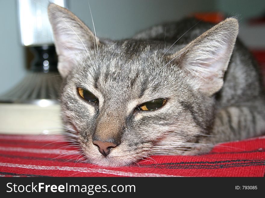 Gray sleepy young female cat looking at the camera