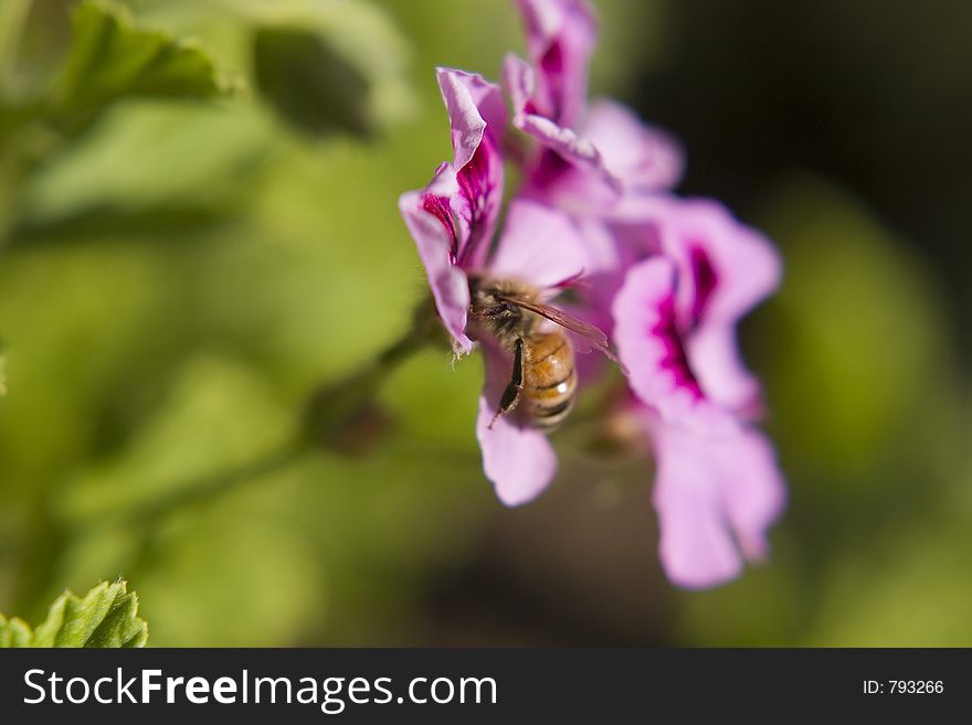 Bee in a flower.