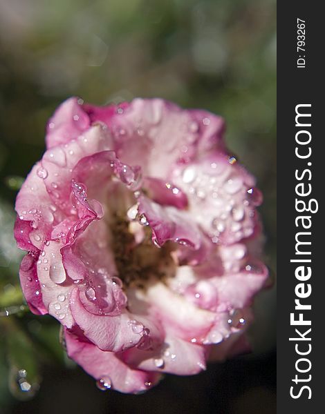 Water drops sitting on a pretty rose. Water drops sitting on a pretty rose.