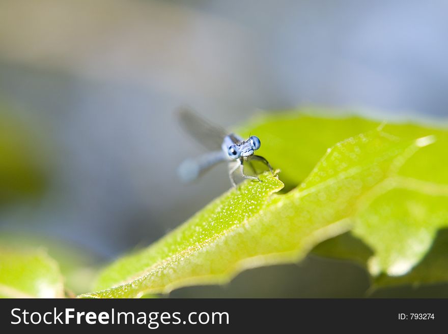 Little insect on a leaf. Little insect on a leaf.