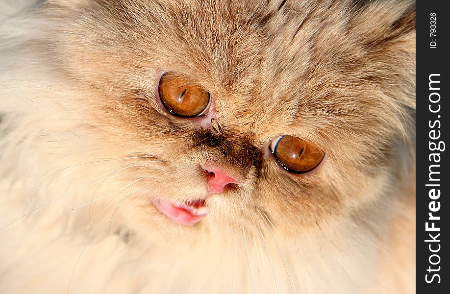 Curiously Persian Cat. Curiously Persian Cat