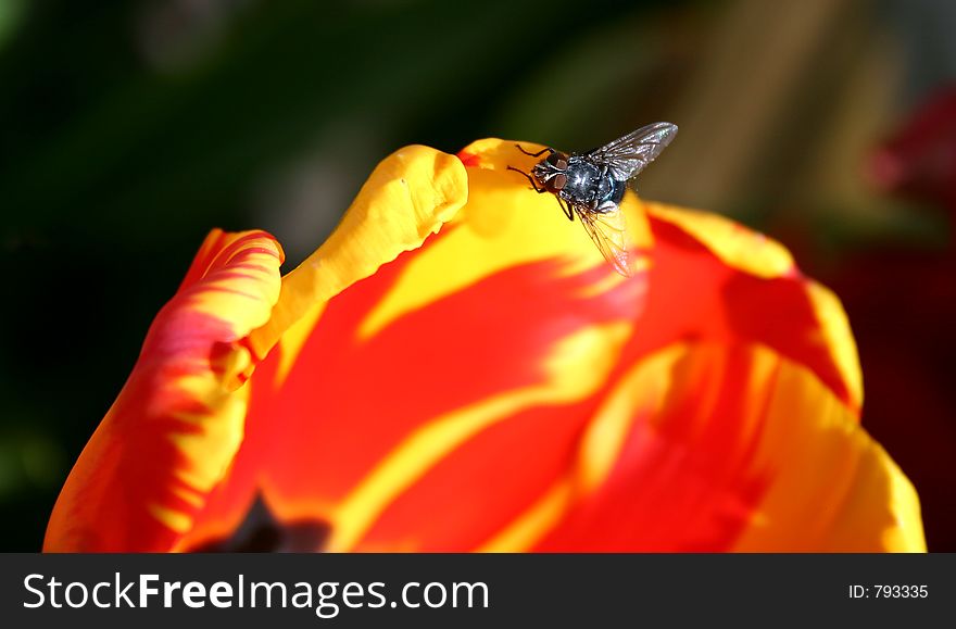 Fly sitting on the edge of a red and yellow tulip. Fly sitting on the edge of a red and yellow tulip.