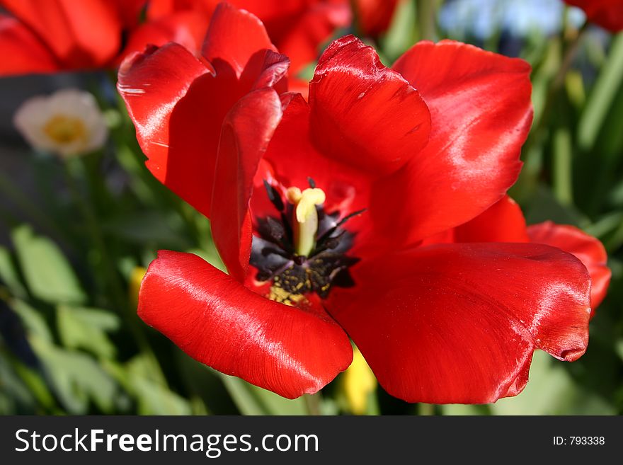 Red Wilting Flower