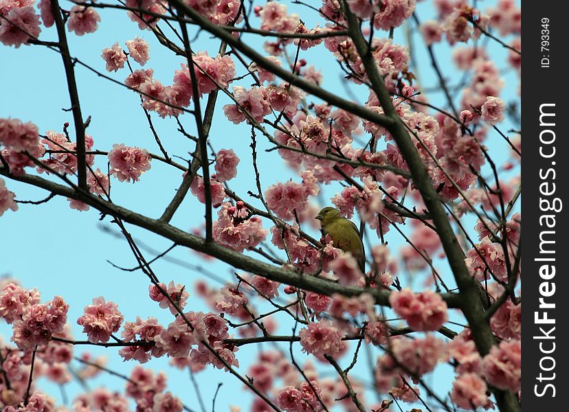 Small yellow bird sitting in a tree.