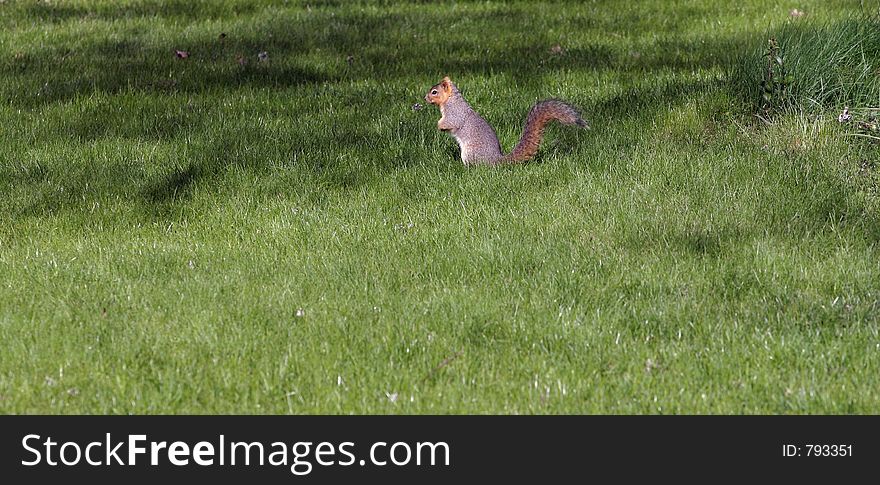 Squirrel standing in small grass.