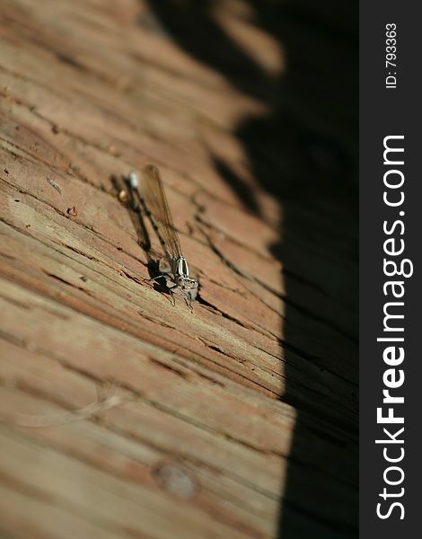 Dragonfly sittin on a wood path.