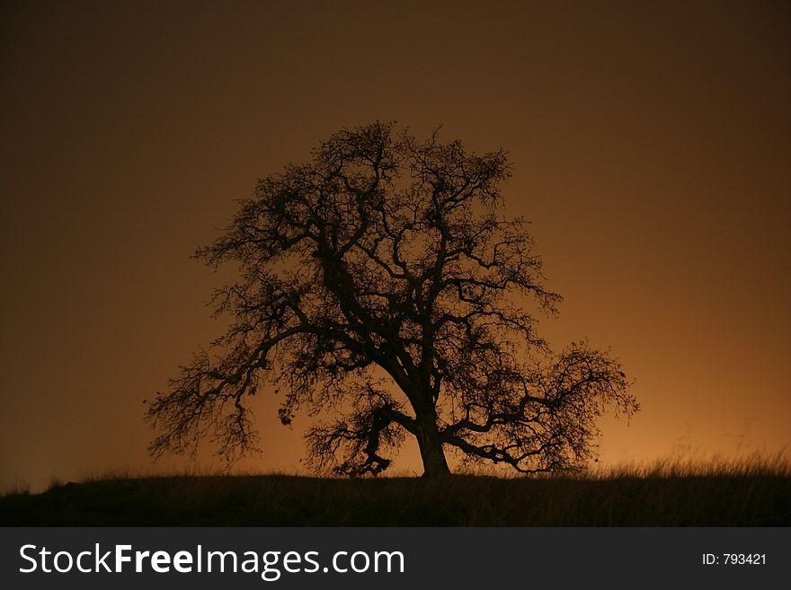 Silhouette of a tree with the sun fading behind. Silhouette of a tree with the sun fading behind.