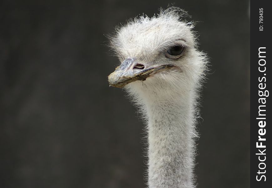 Head shot of an ostrich. Head shot of an ostrich