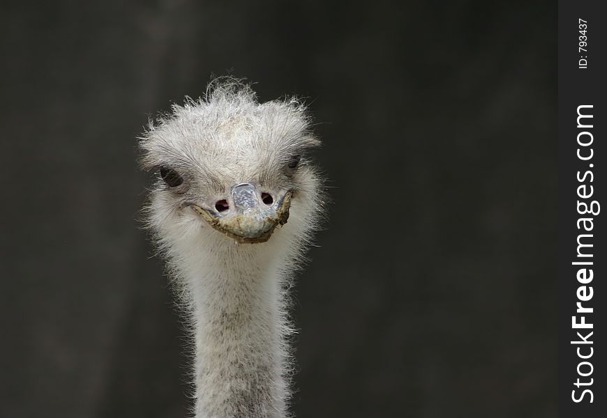 Headshot of an ostrich