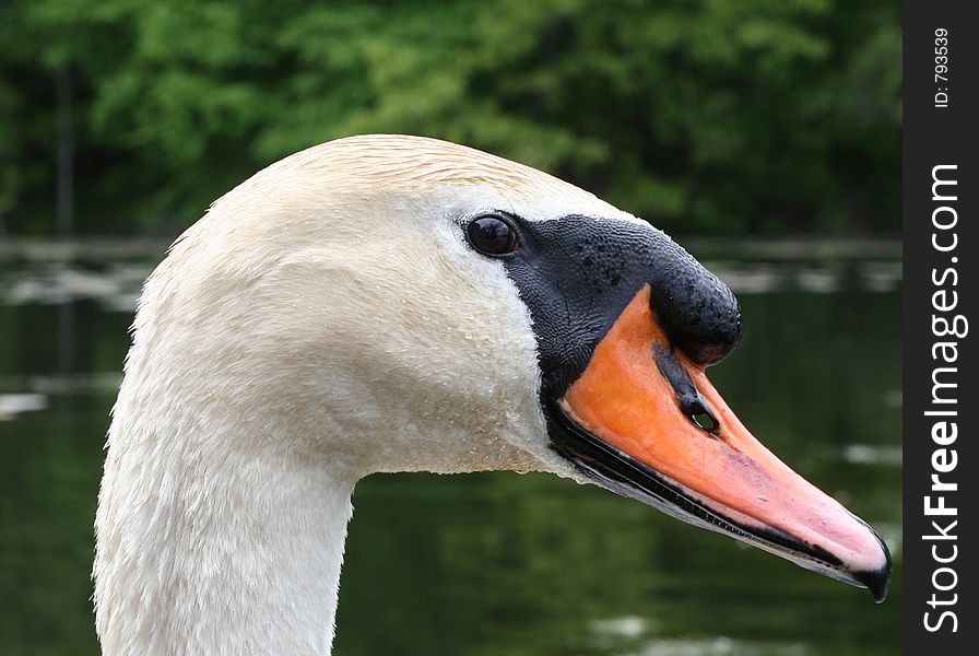 Close up of a swan's head. Close up of a swan's head.