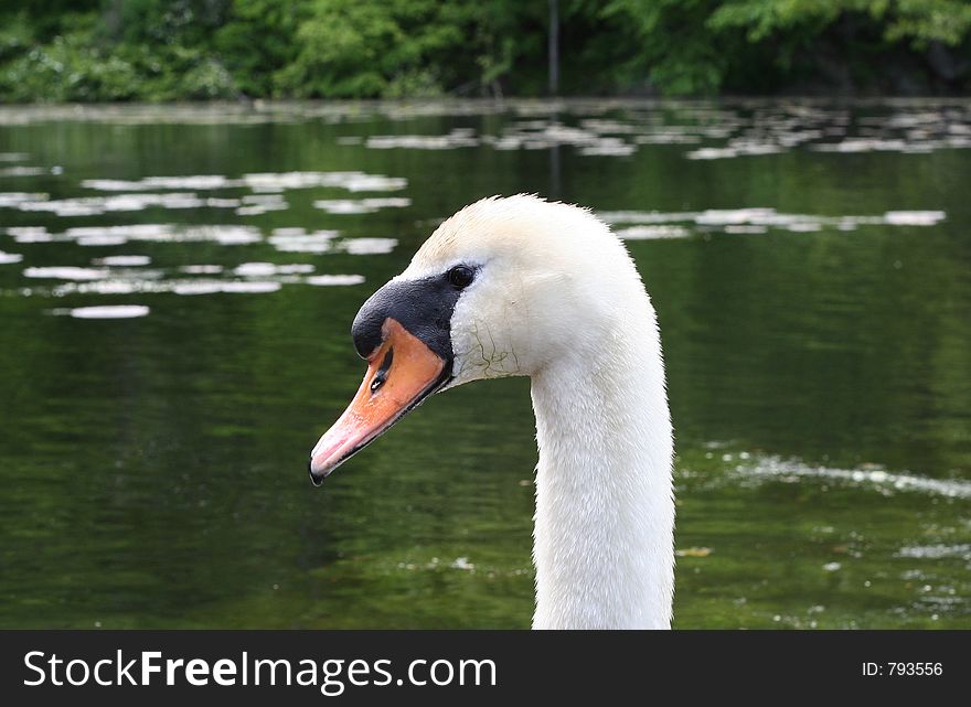 Portrait of a swan on the lake.