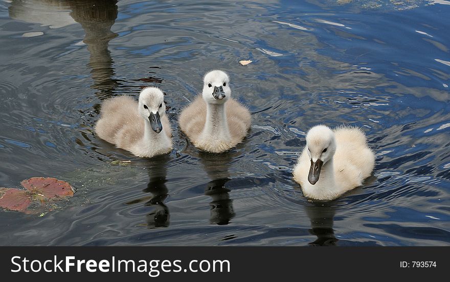 Three playful cygnets