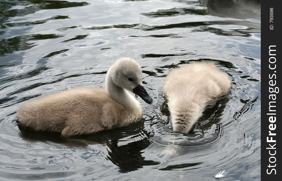 Two playful cygnets, one diving. Two playful cygnets, one diving