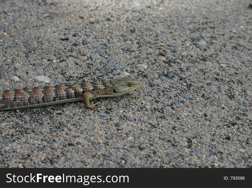 Lizard resting on cement.