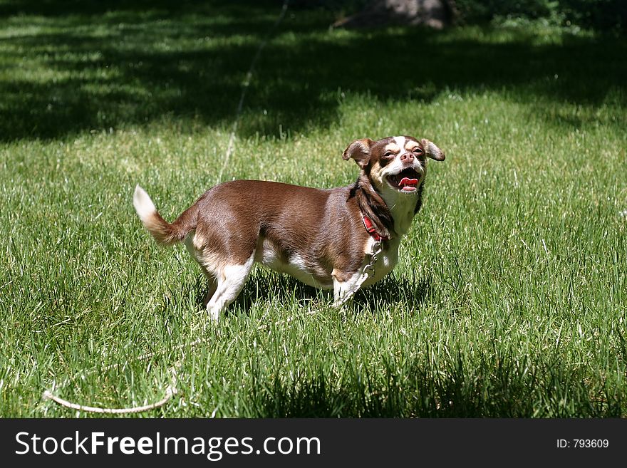 Chihuahua in the grass.