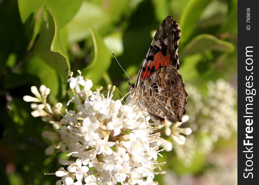 Butterfly sitting on top of some flowers. Butterfly sitting on top of some flowers.