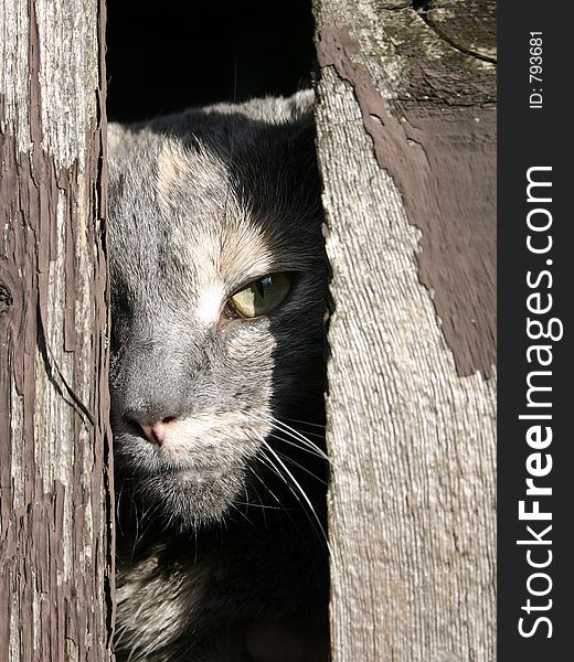 Cat looking through a rustic fence. Cat looking through a rustic fence