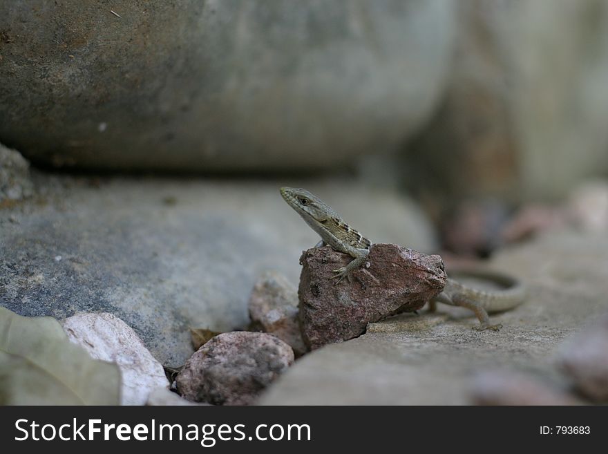 Lizard posing on a rock. Lizard posing on a rock.