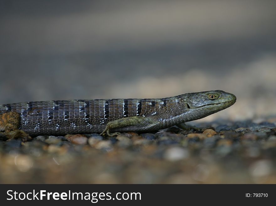 Lizard resting in the sun. Lizard resting in the sun.