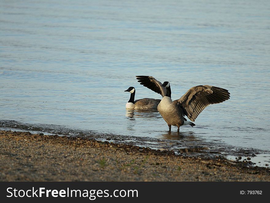 Canadian geese in the water with one flapping its wings. Canadian geese in the water with one flapping its wings.