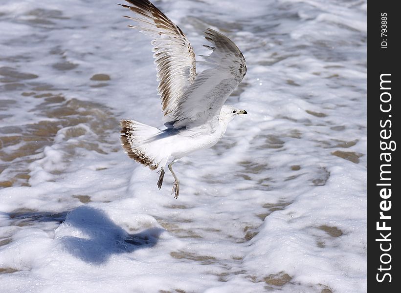 Seagull on beach in flight. Seagull on beach in flight
