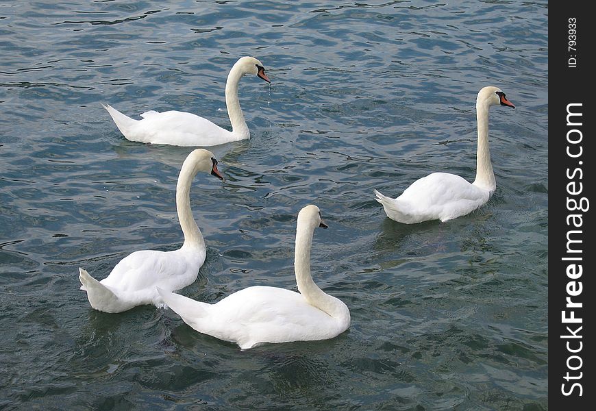 A group of swans in Luzern, Switzerland. A group of swans in Luzern, Switzerland