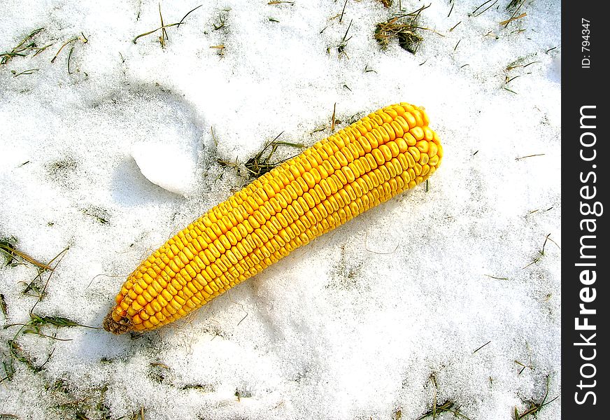 Cob at snow. Cob at snow