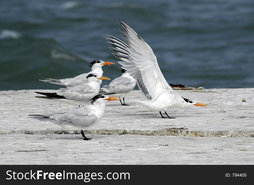 Sea gulls on the jetty