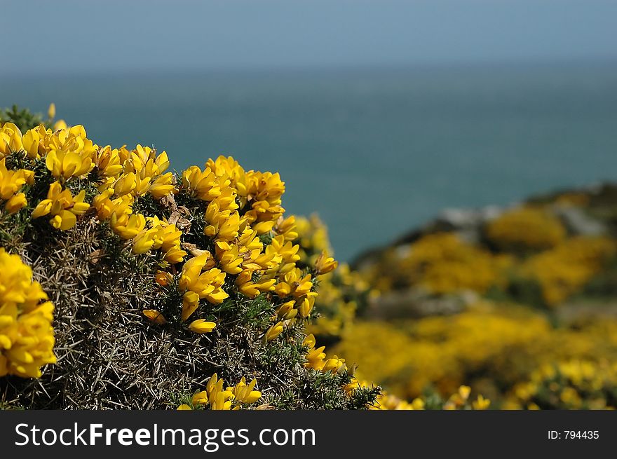 Yellow flowers, ocean as background
