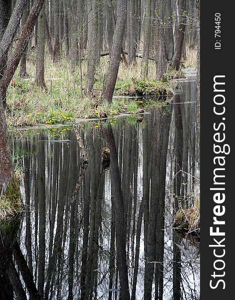 Forest over a creek with reflections in water. Forest over a creek with reflections in water