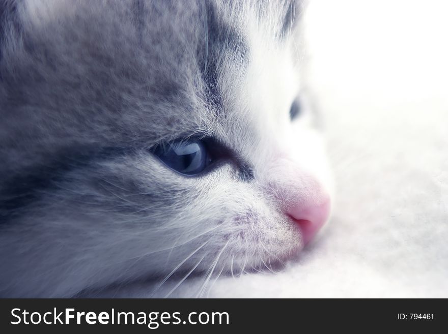 Kitten resting on a white blanket. Kitten resting on a white blanket