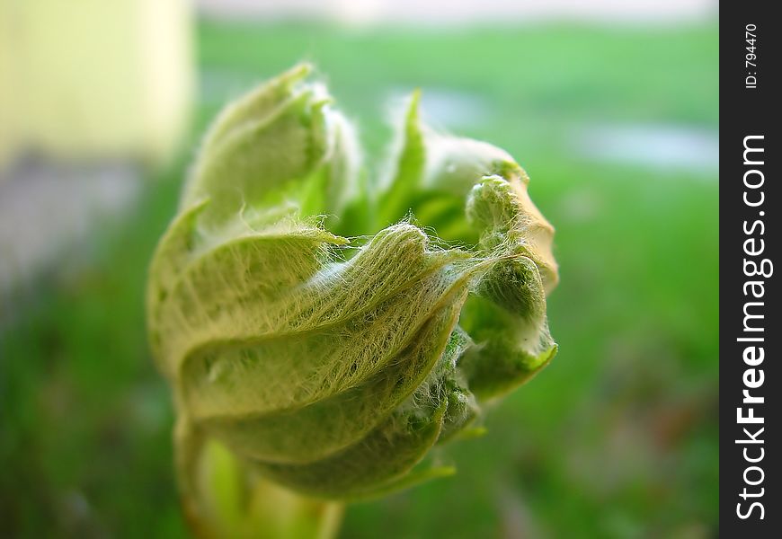 Chestnut bud