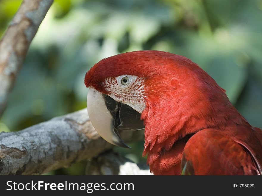 Scarlet Macaw. Scarlet Macaw